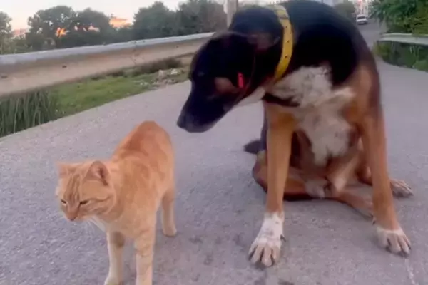 『野良犬のことが大好きな猫』が『大嫌いな猫』と一緒にいたら…混乱と葛藤が渦巻く光景が123万再生「感情迷子ｗｗ」「最後ヤバい」【海外】
