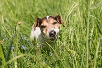 犬が『雑草』を食べるのはなぜ？4つの心理や考えられるリスクまで解説