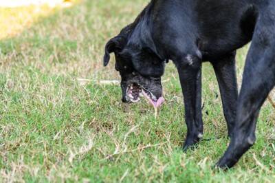 犬が『雑草』を食べるのはなぜ？4つの心理や考えられるリスクまで解説