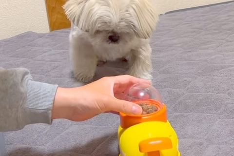 『フードが出てくるおもちゃ』を犬にあげてみたら→正しい遊び方がわからなくて…思っていたのと違う『力技』に反響「賢い」「ある意味天才ｗ」