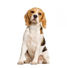 『アニメに登場する犬』の種類7選　世界中で親しまれている有名なキャラクターとは？