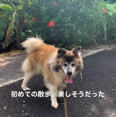 お世話されず、長年外に繋がれっぱなしの犬を保護…涙が止まらない『結末』が64万再生「なんてこと…」「幸せになって」