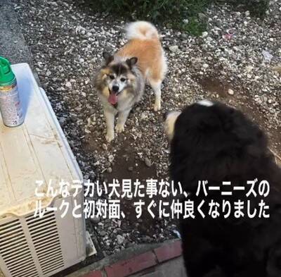 お世話されず、長年外に繋がれっぱなしの犬を保護…涙が止まらない『結末』が64万再生「なんてこと…」「幸せになって」