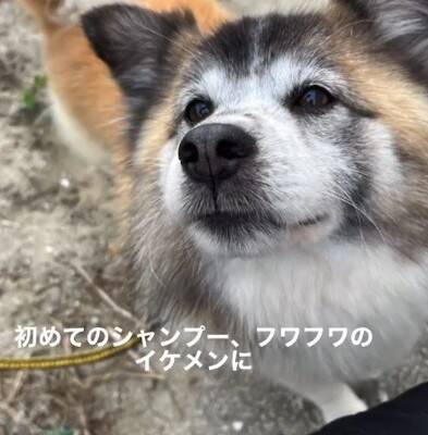 お世話されず、長年外に繋がれっぱなしの犬を保護…涙が止まらない『結末』が64万再生「なんてこと…」「幸せになって」