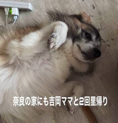お世話されず、長年外に繋がれっぱなしの犬を保護…涙が止まらない『結末』が64万再生「なんてこと…」「幸せになって」