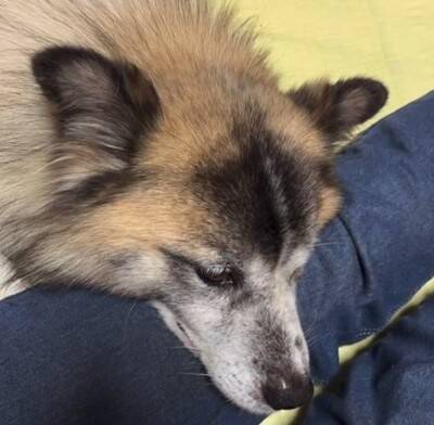 お世話されず、長年外に繋がれっぱなしの犬を保護…涙が止まらない『結末』が64万再生「なんてこと…」「幸せになって」