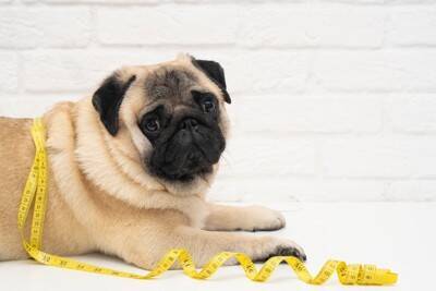 犬が『おかわり』を求めているときのサイン4つ　上手な応え方や健康を守るための注意点まで