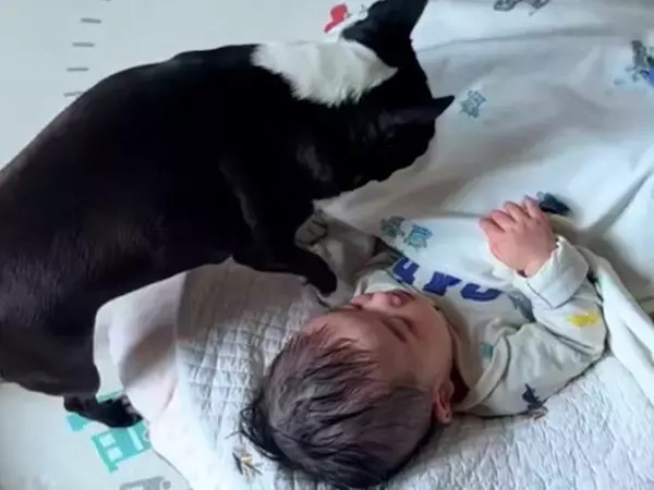 どうしても赤ちゃんと一緒に寝たい犬→そっと隣にやってきて…まさかの『可愛すぎる行動』に反響「すっかりお姉ちゃんだね」「守ってる」