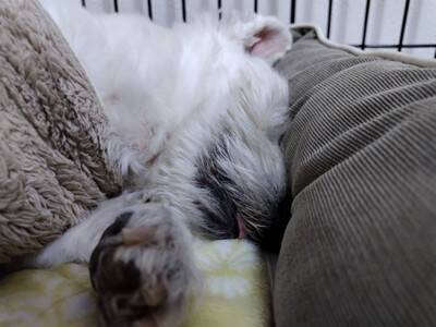 ちーちゃんですけどもっ【第338話】「ちーちゃんが退院したわけ」