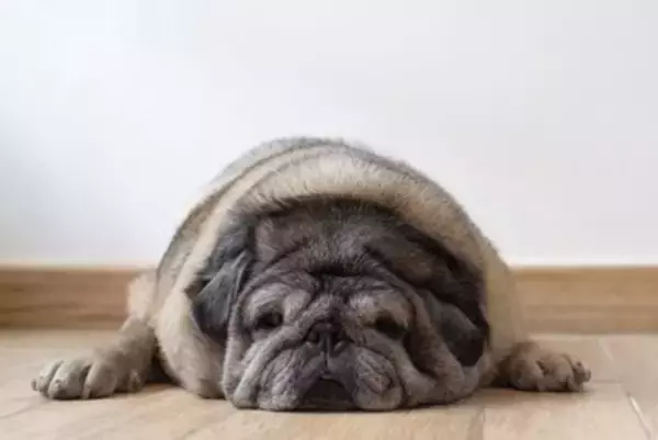 犬が肥満になってしまう原因4つ　飼い主がやりがちなNG行為や太り過ぎによる悪影響まで