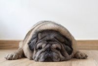 犬が肥満になってしまう原因4つ　飼い主がやりがちなNG行為や太り過ぎによる悪影響まで