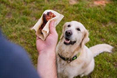 犬が肥満になってしまう原因4つ　飼い主がやりがちなNG行為や太り過ぎによる悪影響まで