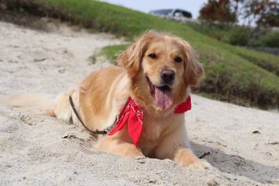 犬が『伏せたまま歩く』心理4つ　放っておいて大丈夫？不思議な行動の意味とは