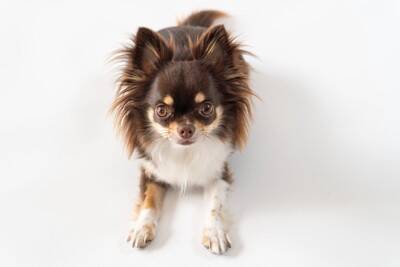 犬が『伏せたまま歩く』心理4つ　放っておいて大丈夫？不思議な行動の意味とは