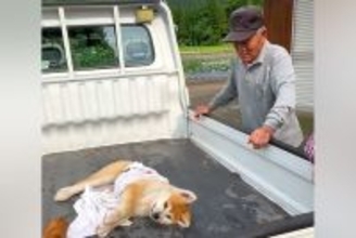 おじいちゃんの軽トラに乗って『天日干し』される秋田犬の子犬→可愛いが渋滞している光景が82万再生「なんて幸せ空間」「みんな可愛すぎる」
