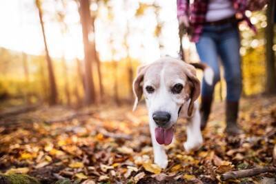 犬の「心の健康」を守るには？退屈を防ぐ知育玩具と脳トレのすすめ