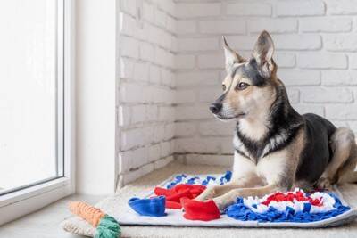 犬の「心の健康」を守るには？退屈を防ぐ知育玩具と脳トレのすすめ