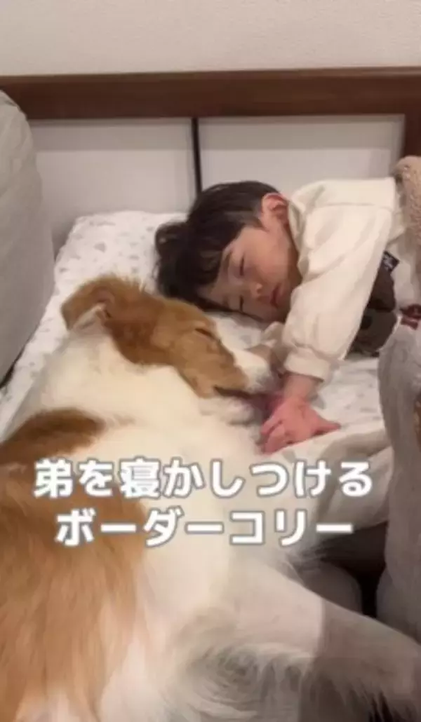 ちいさな男の子が眠りそうになったら、犬が…ほっこりが止まらない『尊すぎる寝かしつけ』が32万再生「癒し効果絶大」「なんて幸せなの」と絶賛