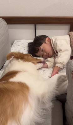ちいさな男の子が眠りそうになったら、犬が…ほっこりが止まらない『尊すぎる寝かしつけ』が32万再生「癒し効果絶大」「なんて幸せなの」と絶賛