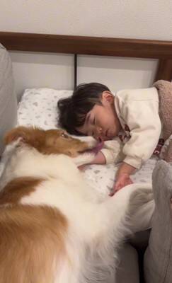 ちいさな男の子が眠りそうになったら、犬が…ほっこりが止まらない『尊すぎる寝かしつけ』が32万再生「癒し効果絶大」「なんて幸せなの」と絶賛