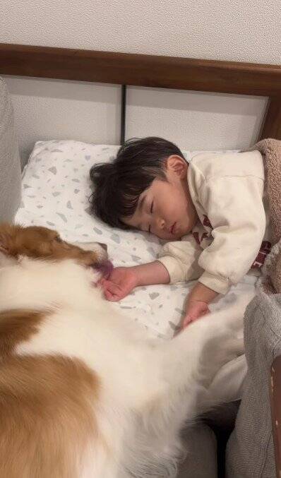 ちいさな男の子が眠りそうになったら、犬が…ほっこりが止まらない『尊すぎる寝かしつけ』が32万再生「癒し効果絶大」「なんて幸せなの」と絶賛
