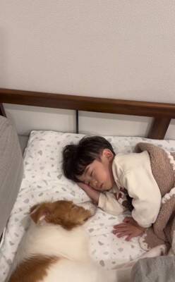 ちいさな男の子が眠りそうになったら、犬が…ほっこりが止まらない『尊すぎる寝かしつけ』が32万再生「癒し効果絶大」「なんて幸せなの」と絶賛