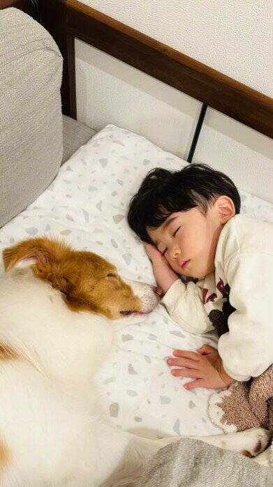 ちいさな男の子が眠りそうになったら、犬が…ほっこりが止まらない『尊すぎる寝かしつけ』が32万再生「癒し効果絶大」「なんて幸せなの」と絶賛