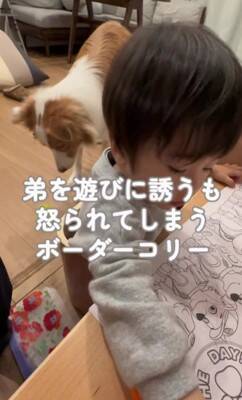 ちいさな男の子が眠りそうになったら、犬が…ほっこりが止まらない『尊すぎる寝かしつけ』が32万再生「癒し効果絶大」「なんて幸せなの」と絶賛