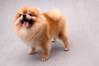 『コロコロしている犬種』4選　可愛いだけじゃない？飼うときの注意点まで