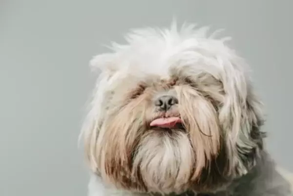 犬の『毛質を悪くする』NG行動4つ　健康な毛並みを守るための正しいケア方法まで