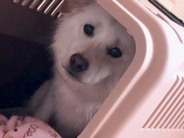 施設から保護犬を引き取って1日後、怯えた表情を浮かべていて…2か月後の『嘘のように変化した光景』が28万再生「幸せなセカンドライフを」