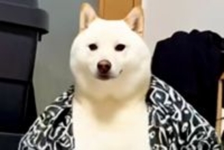『服やったんｗｗｗ』犬にAI加工をしてみた結果→思わず笑う『衝撃の最終形態』が58万再生「うちのお父さんかとｗｗ」「親分レベルの貫禄」