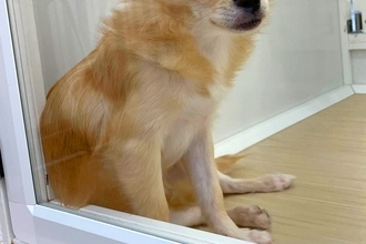 『3万5000円で売れ残っていた犬』切なく悲しい目をして…静かに座り込む光景が52万表示　現在の姿に「目に生気が」「本当良かった」と感動