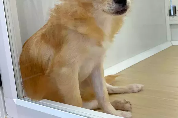 『3万5000円で売れ残っていた犬』切なく悲しい目をして…静かに座り込む光景が52万表示　現在の姿に「目に生気が」「本当良かった」と感動