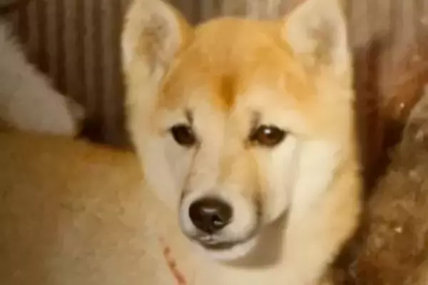 44年前、使い捨てカメラで撮影された犬→AI技術によって…まるで『再会を果たしたかのような光景』が20万再生「涙が出た」「すごい時代」