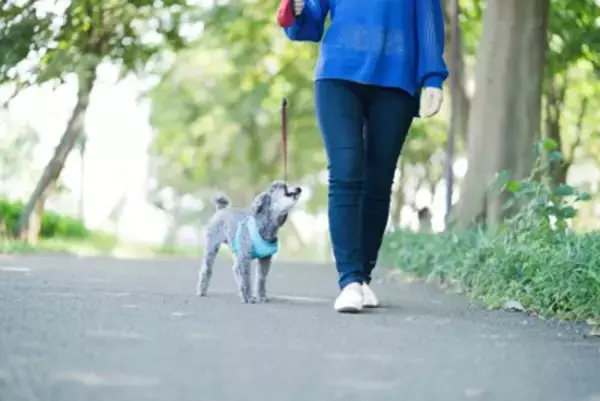 犬が散歩ではしゃいでしまう理由とは？愛犬を興奮させないための対策まで