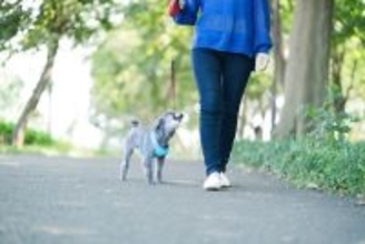 犬が散歩ではしゃいでしまう理由とは？愛犬を興奮させないための対策まで