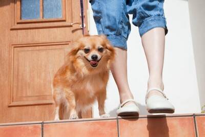 犬が散歩ではしゃいでしまう理由とは？愛犬を興奮させないための対策まで