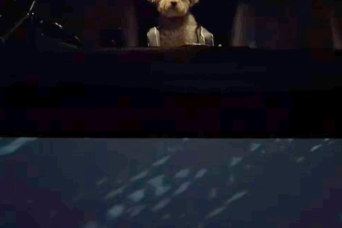 なかなか車から降りてこない犬→外で見ていたら…ディズニー感が強すぎる『衝撃の消え方』が200万再生「涙出たｗ」「シリキウトゥンドゥで草」