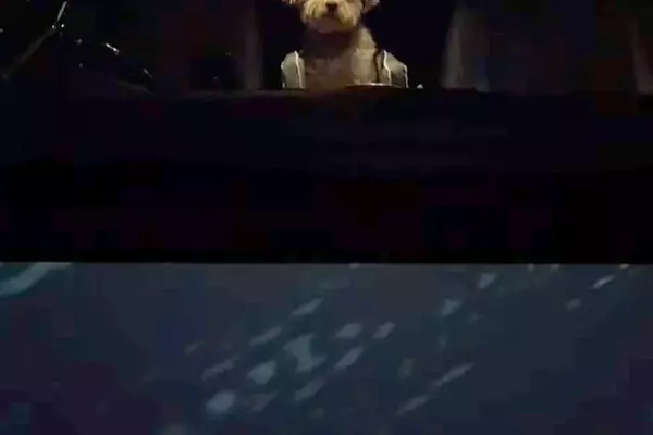 なかなか車から降りてこない犬→外で見ていたら…ディズニー感が強すぎる『衝撃の消え方』が200万再生「涙出たｗ」「シリキウトゥンドゥで草」