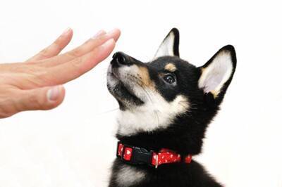 犬に『人の言葉』を覚えさせる方法とは？意思疎通を図ることはできるの？しつけのポイントまで