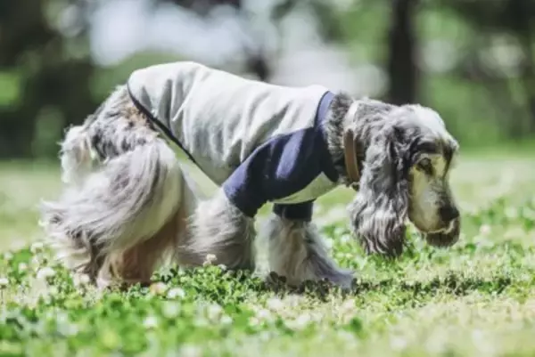 犬が『ゆっくり歩く』理由5選　危険な状態かどうかを判断する方法とは？