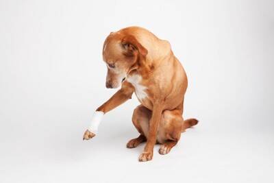 犬が『ゆっくり歩く』理由5選　危険な状態かどうかを判断する方法とは？