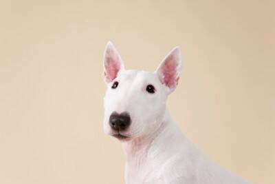 大人気な『ブサカワ』犬種５選　個性的な顔立ちをしているワンコの魅力とは？