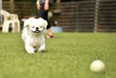 大人気な『ブサカワ』犬種５選　個性的な顔立ちをしているワンコの魅力とは？