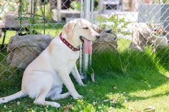 夏に犬と散歩へ行くときに『必要な準備』3つ　快適に歩くためのおすすめグッズまで