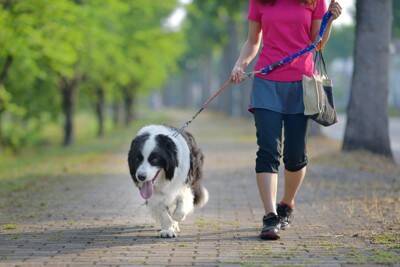 夏に犬と散歩へ行くときに『必要な準備』3つ　快適に歩くためのおすすめグッズまで