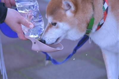 夏に犬と散歩へ行くときに『必要な準備』3つ　快適に歩くためのおすすめグッズまで