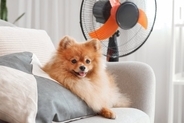 『夏場に犬を留守番』絶対NG行為5選　外出前に必ず確認すべきことや正しい対策まで