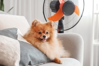 『夏場に犬を留守番』絶対NG行為5選　外出前に必ず確認すべきことや正しい対策まで